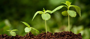 Стимулирование роста растений