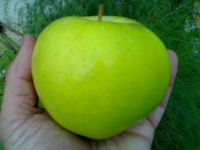Плод колоновидной яблони сорта Балеро