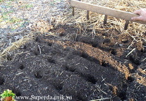 Как подготовить почву для посадок лука