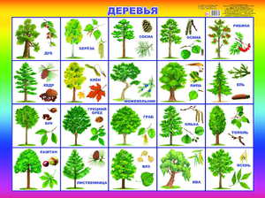 Виды Лиственных Деревьев России Фото И Названия