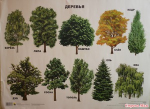 Какие существуют виды деревьев