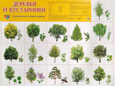 Виды Деревьев В Москве Фото И Названия
