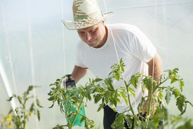 Выращивание томатов с подкормкой