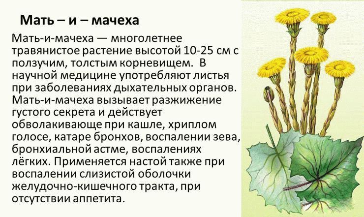 Растение Мать-и-мачеха: описание и полезные свойства цветов Мать-и .