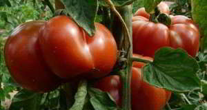 Удобрение для помидоров Монофосфат калия
