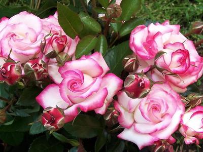 Роза хендель плетистая зимостойкость уход — Мир цветов