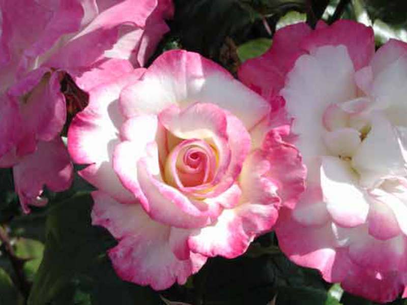 Характеристика розы хендель