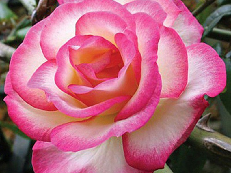 Как посадить розу в открытый грунт