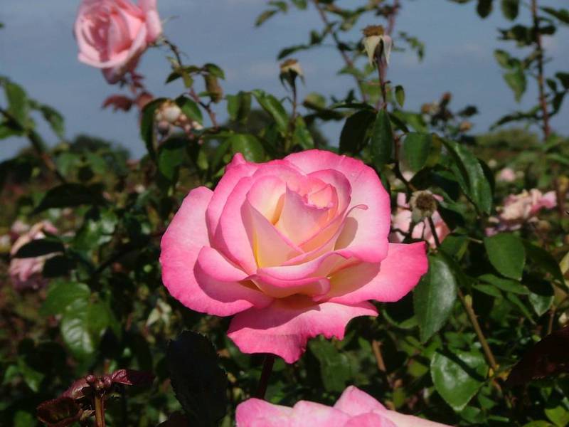 Сорт роз хендель
