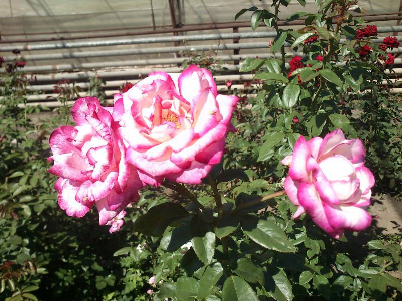 Особенности посадки роз хендель