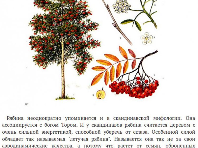 Рябина обыкновенная: описание, размножение и уход за деревом