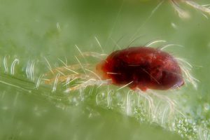Паутинные клещи - это мелкие насекомые (0,3-0,6 мм) с округлым телом