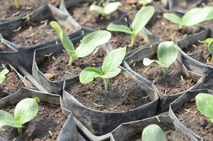 Как высеивать семена на рассаду