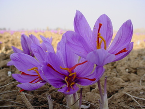 Рыльца шафрана в цветке крокуса