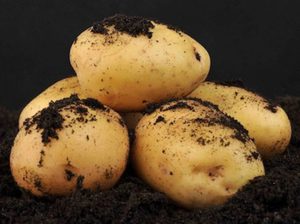 Возможные заболевания картофеля