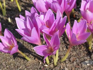 В отличие от ранневесеннецветущих, осенние крокусы имеют значительно больший цветок