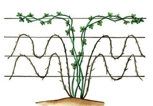 Кустовой способ выращивания ежевики