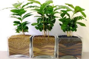 Советы по выращиванию кофейного дерева