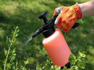 Опрыскивание сада химическими средствами