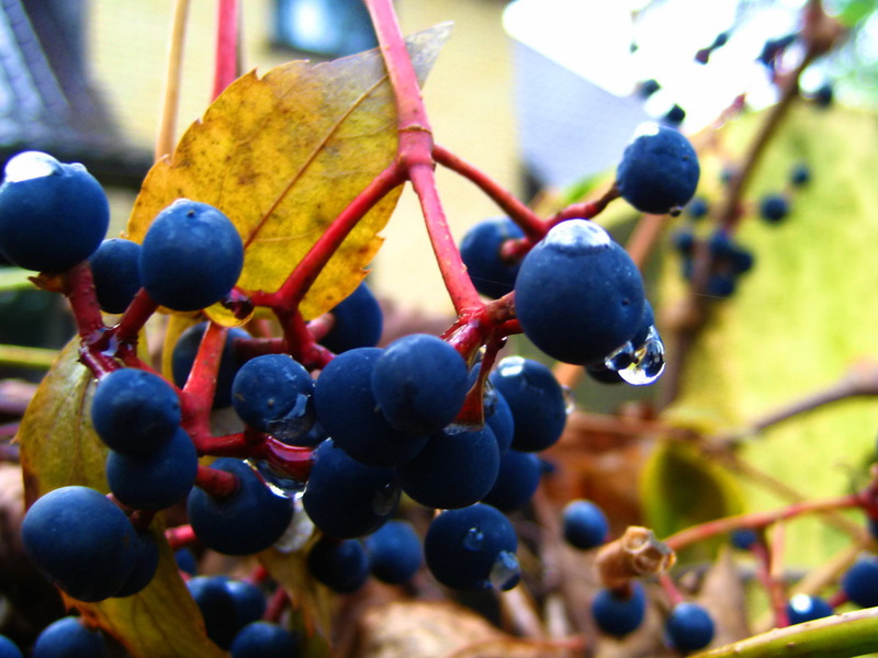 Как сажать дикий виноград