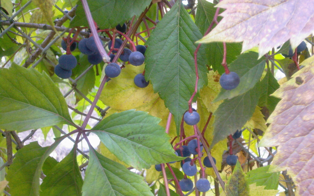Фиалка дикий виноград фото и описание