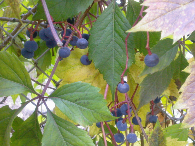 Особенности размножения винограда