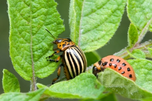 Колорадский жук питается пасленовыми растениями