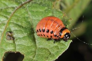 Личинка колорадского жука
