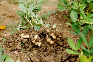 Как посадить и вырастить арахис