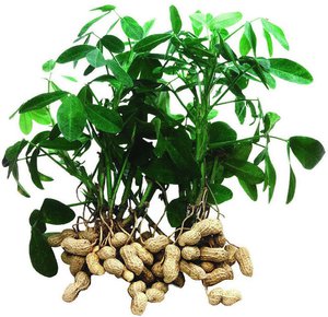 Как выращивается арахис