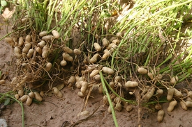 Как растут некоторые из популярных сортов арахиса