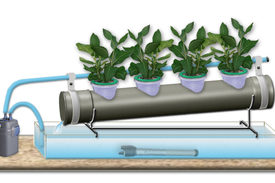 Технология выращивания овощей