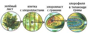 Сколько фаз фотосинтеза