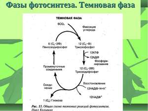 Общая схема темновых реакций фотосинтеза