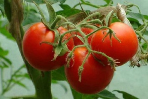 Выращивание томатов сорта Благовест
