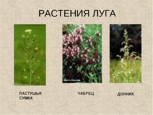 Самые популярные полевые цветы и луговые растения