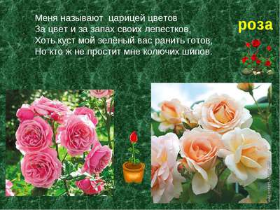 Розы: структура и особенности растения