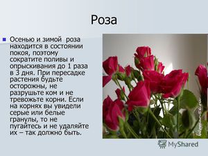Сочинение О Цветке Роза