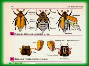 Строение тела  майского жука