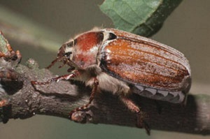 Лечебные свойства майского жука